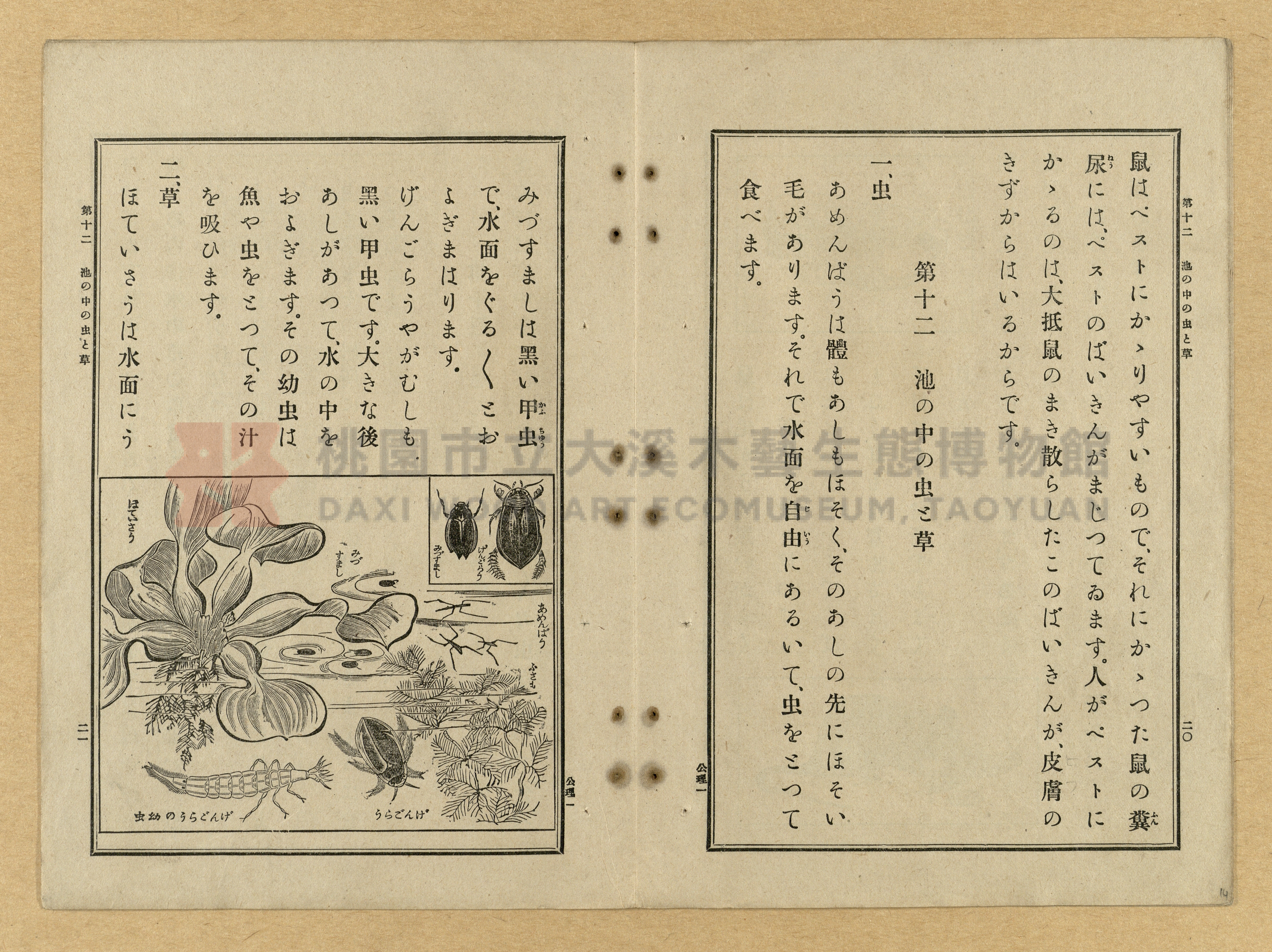 《公學校理科書》卷一主題的圖片縮圖第14張