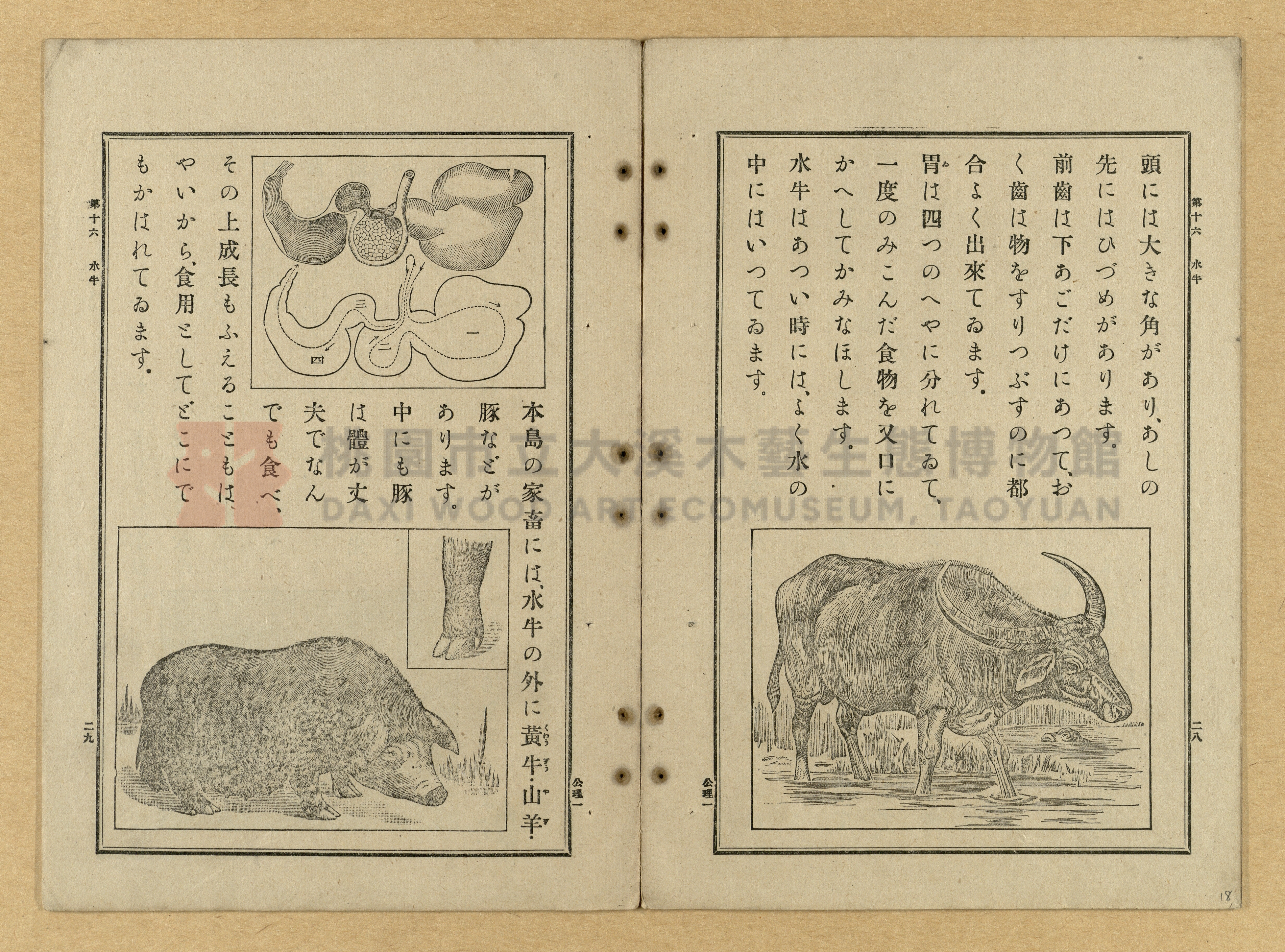 《公學校理科書》卷一主題的圖片縮圖第18張