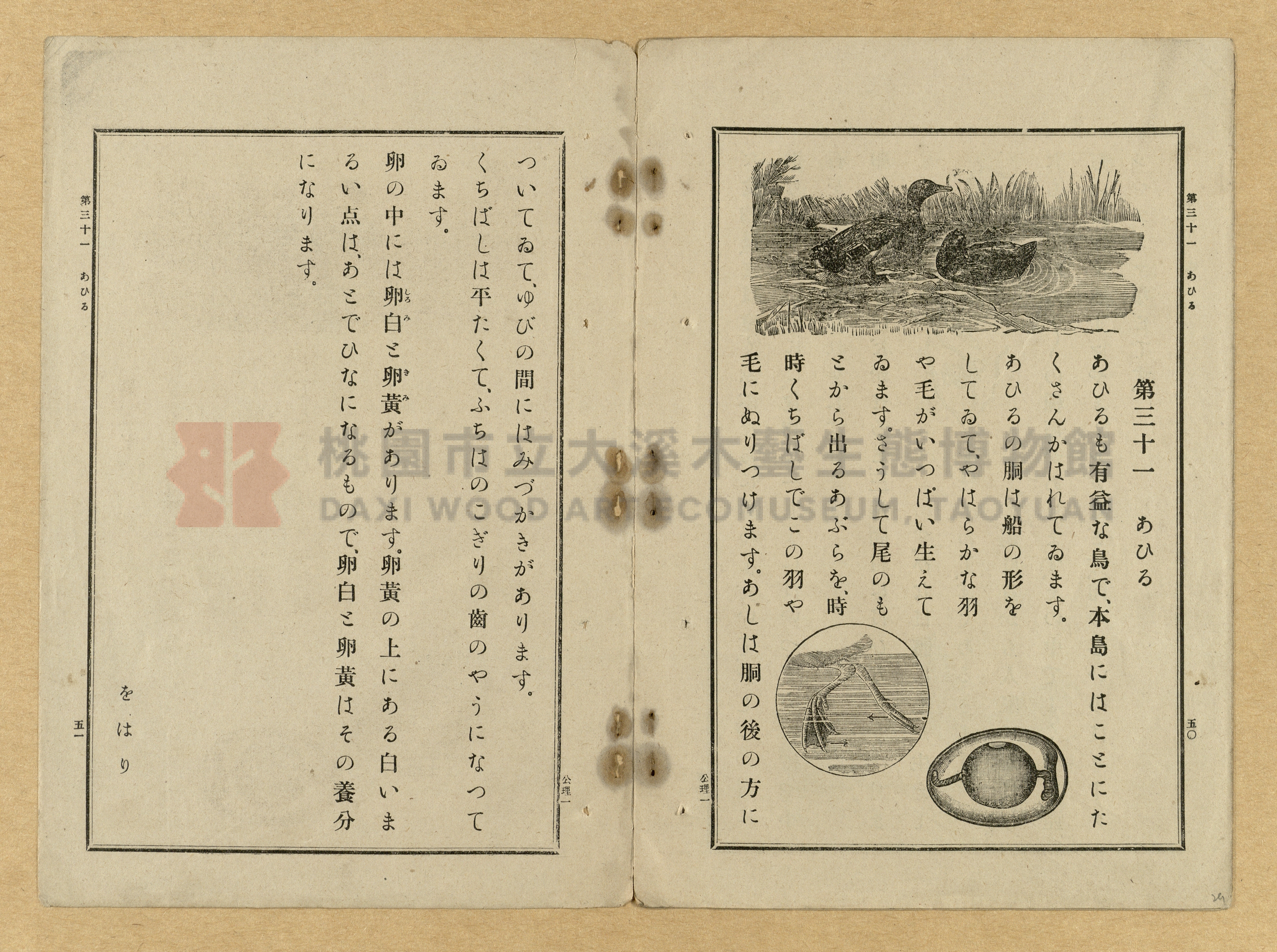 《公學校理科書》卷一主題的圖片縮圖第29張