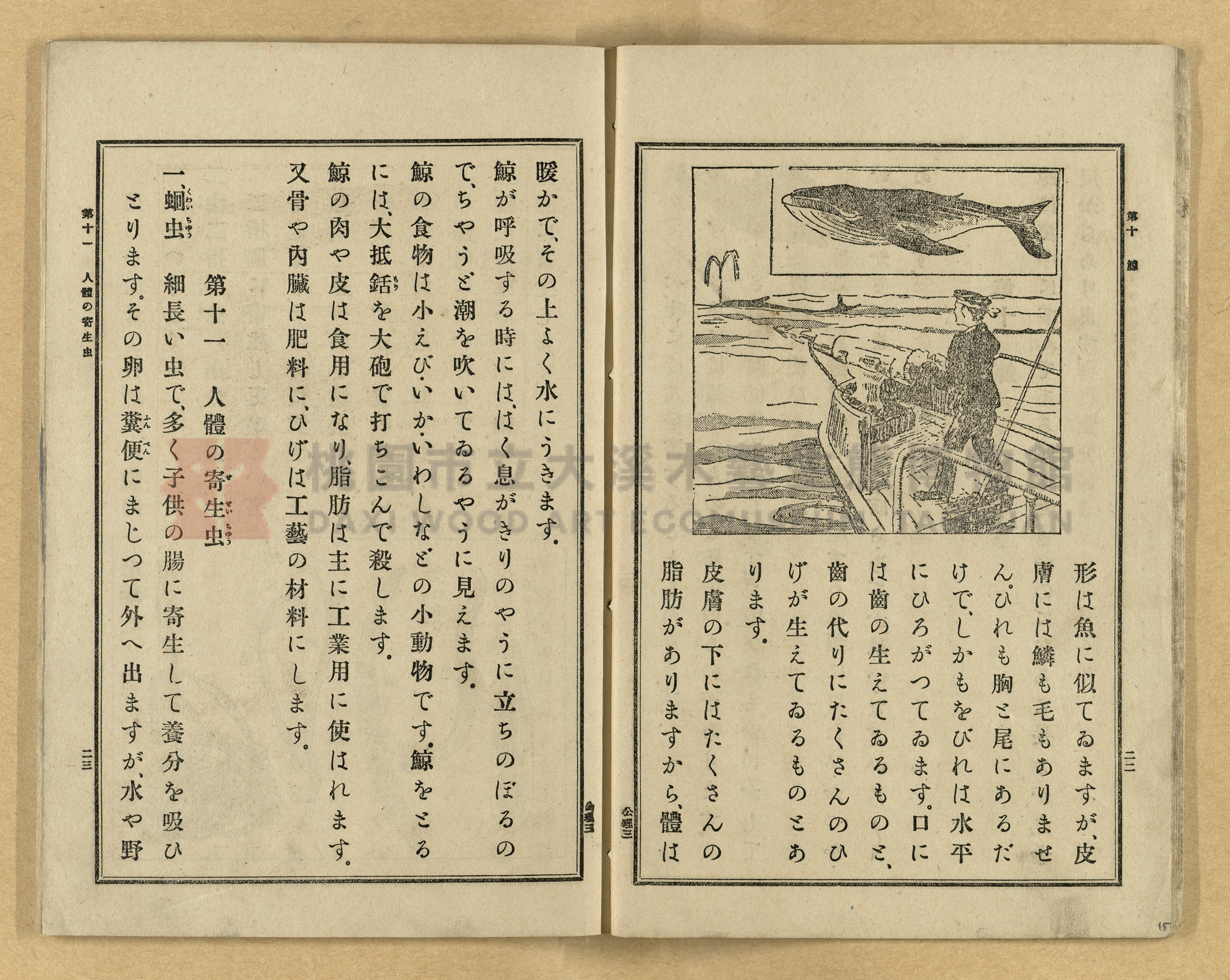 《公學校理科書》卷三主題的圖片縮圖第15張
