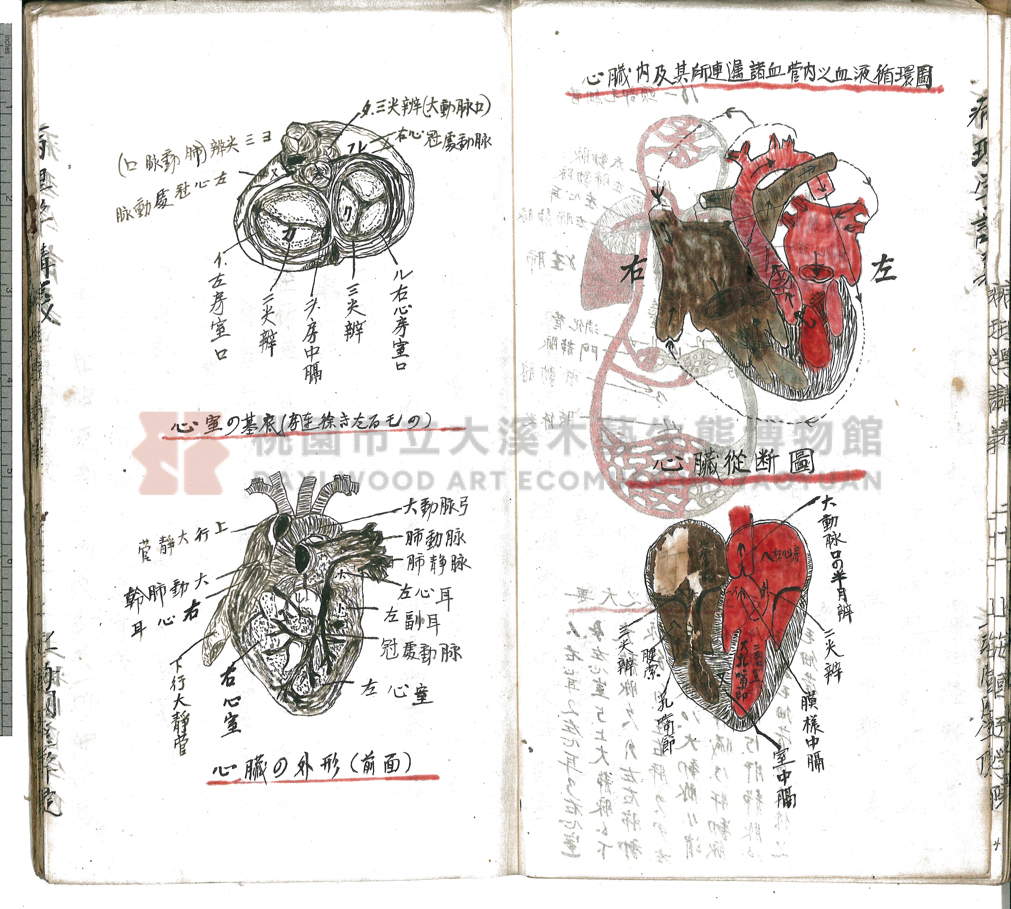 林長春抄寫《病理學講義》主題的圖片縮圖第27張